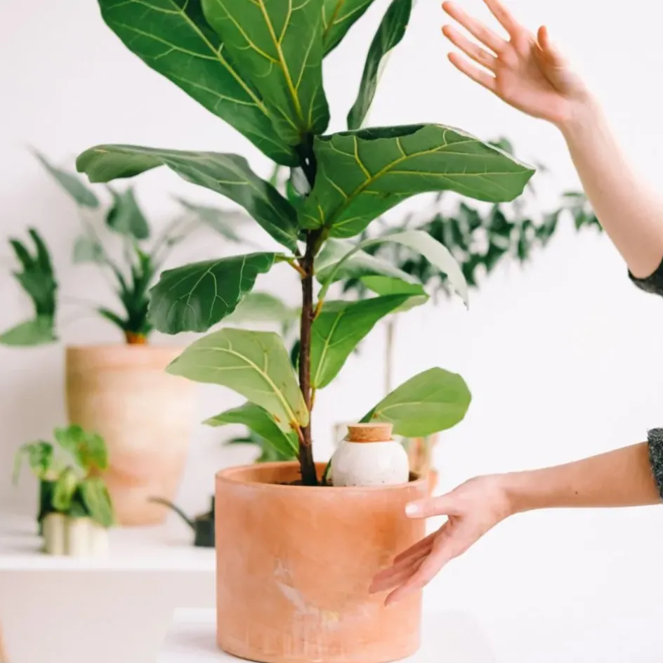 Fabrique de Styles Accessoires*Diffuseur d'eau en argile graine 25cl - Olla