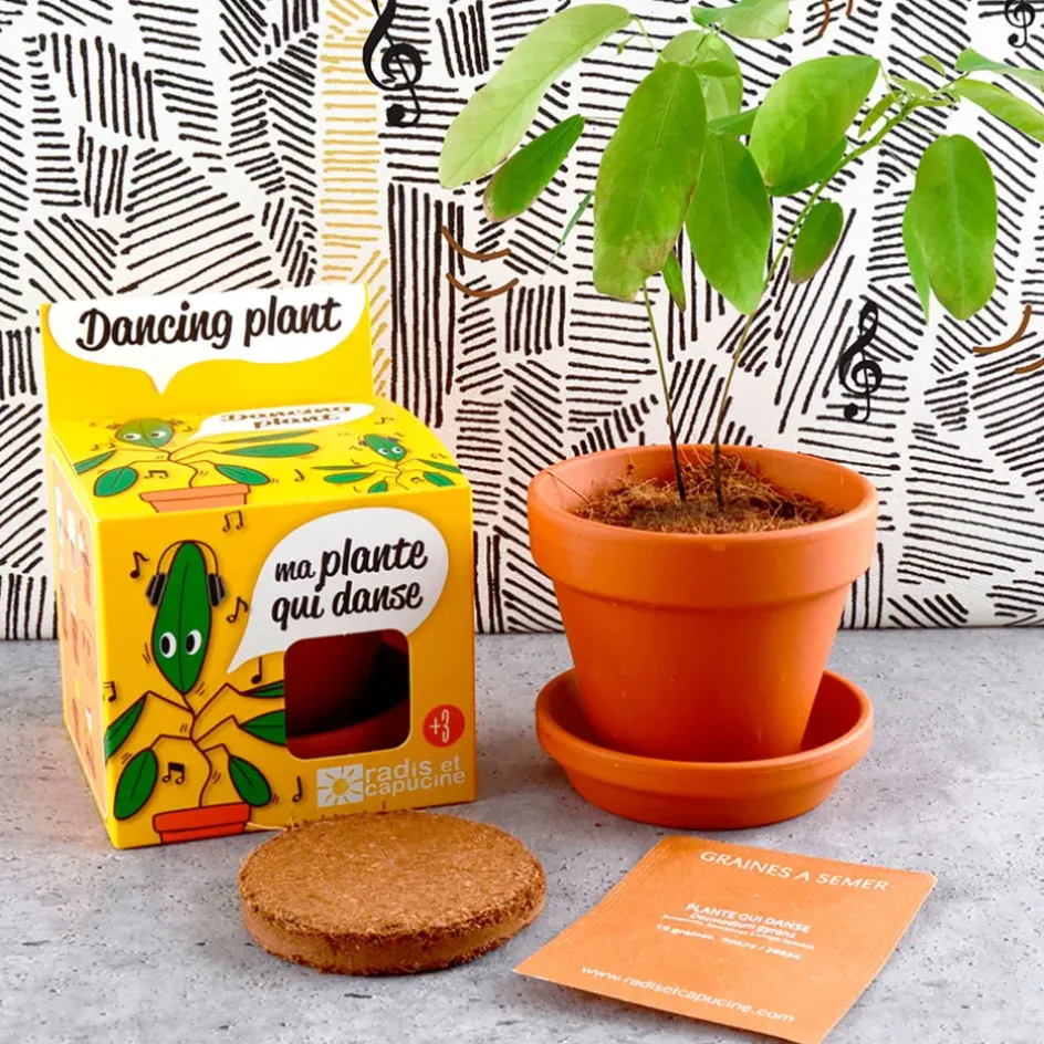 Fabrique de Styles Prêt À Pousser*Pot d8cm avec coupelle plante qui danse