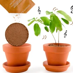 Fabrique de Styles Prêt À Pousser*Pot d8cm avec coupelle plante qui danse